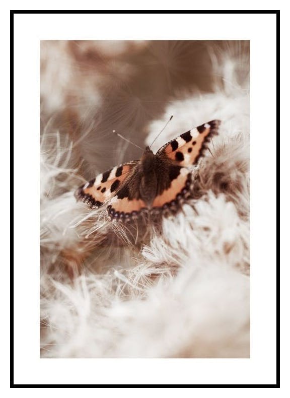 Turtoiseshell Butterfly Juliste (50x70 cm) - Poster Store