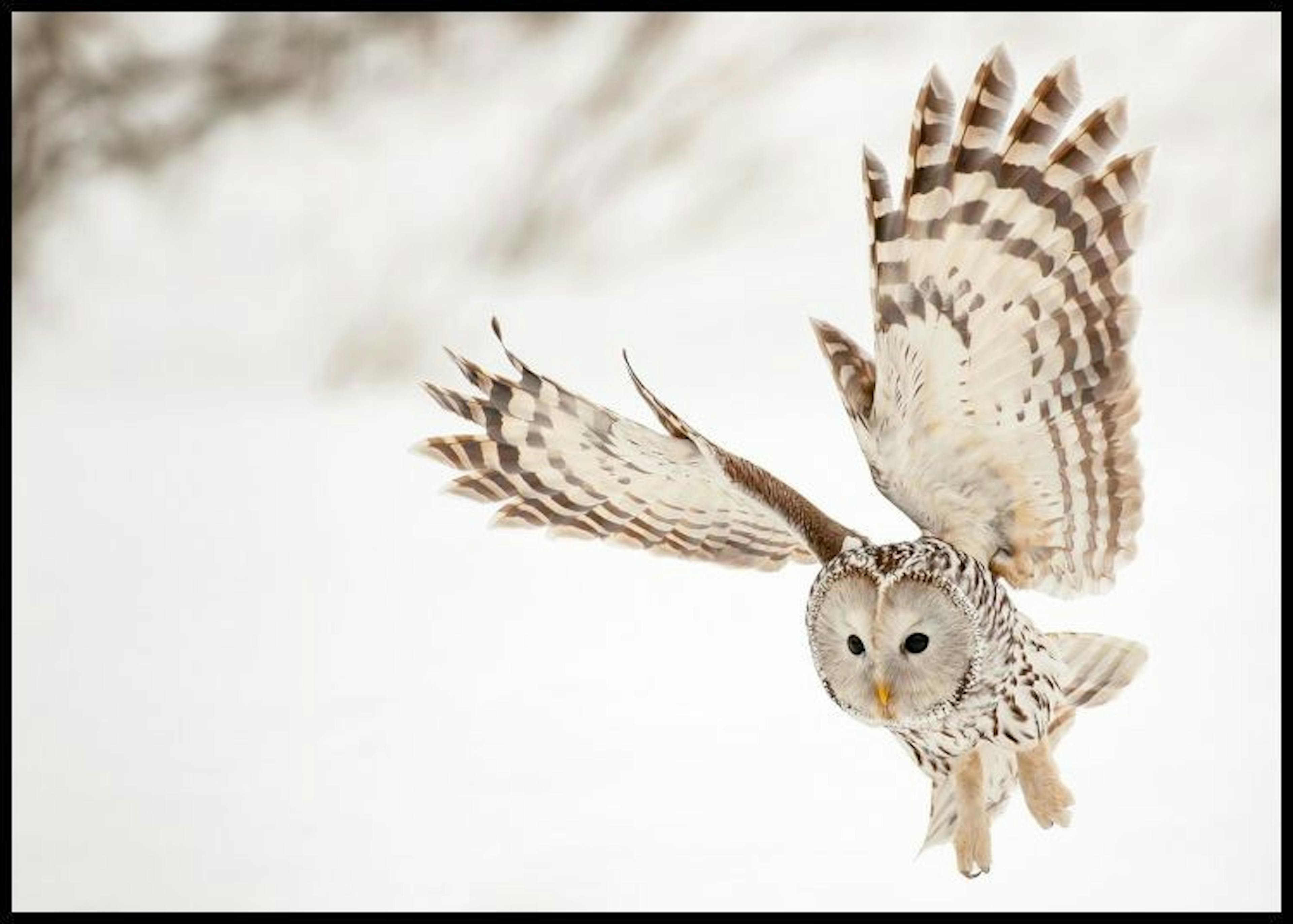 Flying Ural Owl Poster 0