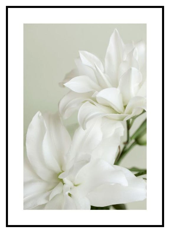 Doppelte Lilie Poster (50x70 cm) - Poster Store
