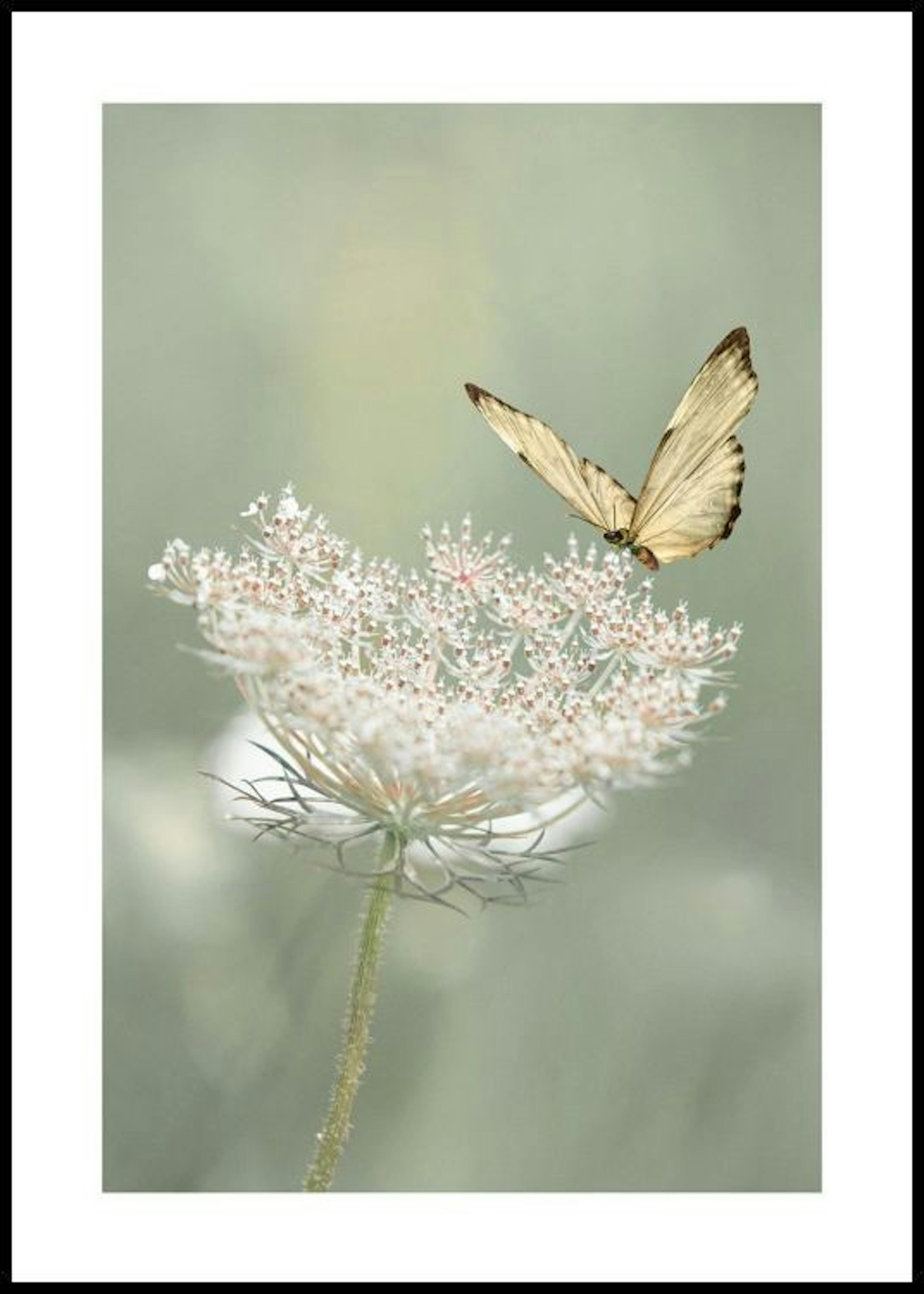 Wildflower Butterfly Poster 0