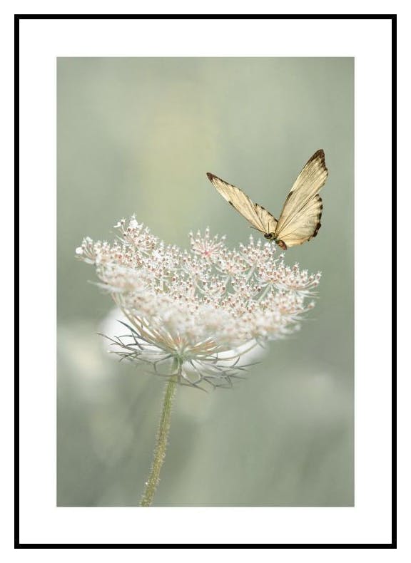 Niittykukan Perhonen Juliste (30x40 cm) - Poster Store