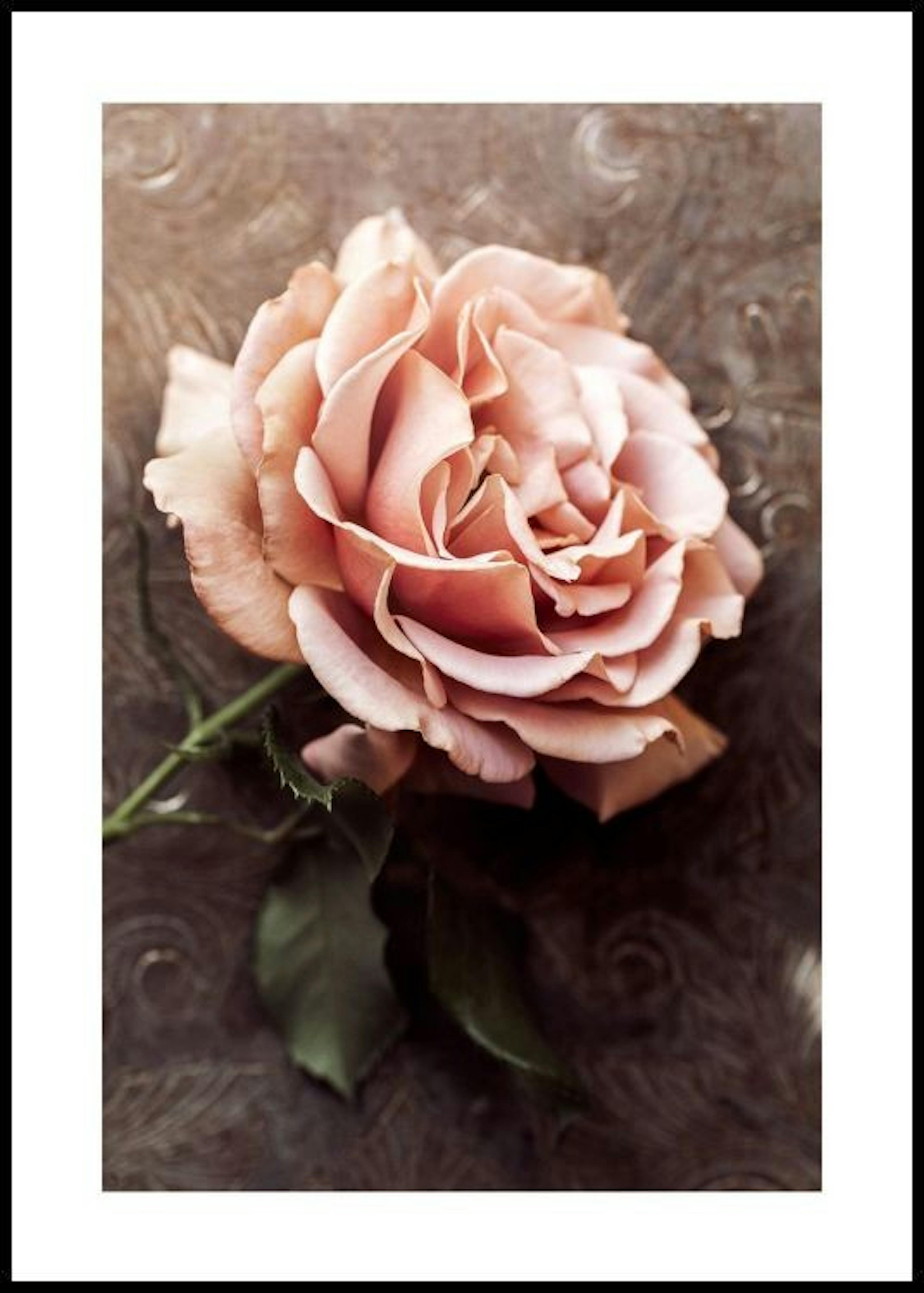 Pink Rose Poster 0