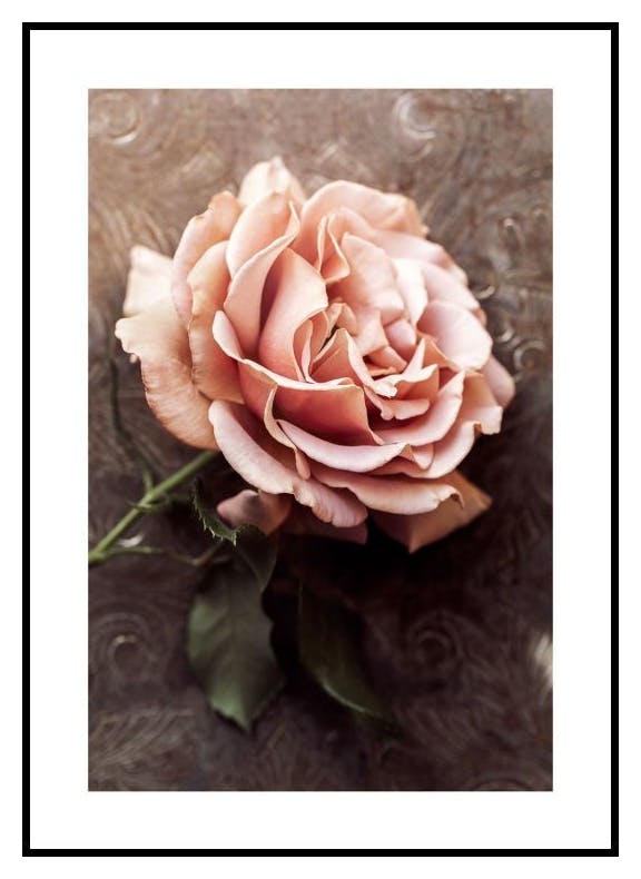 Pink Rose Plakat (50x70 cm) - Poster Store
