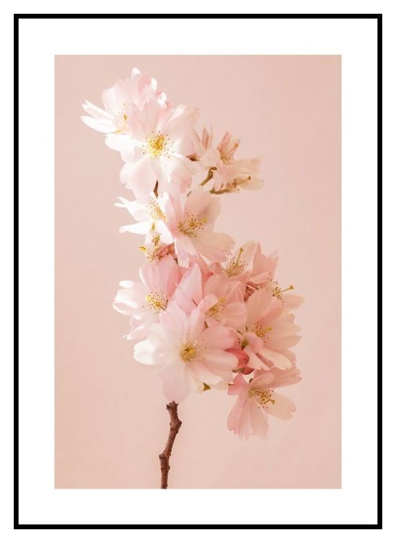 Romantic Cherry Blossom Poster (30x40 cm) - Poster Store