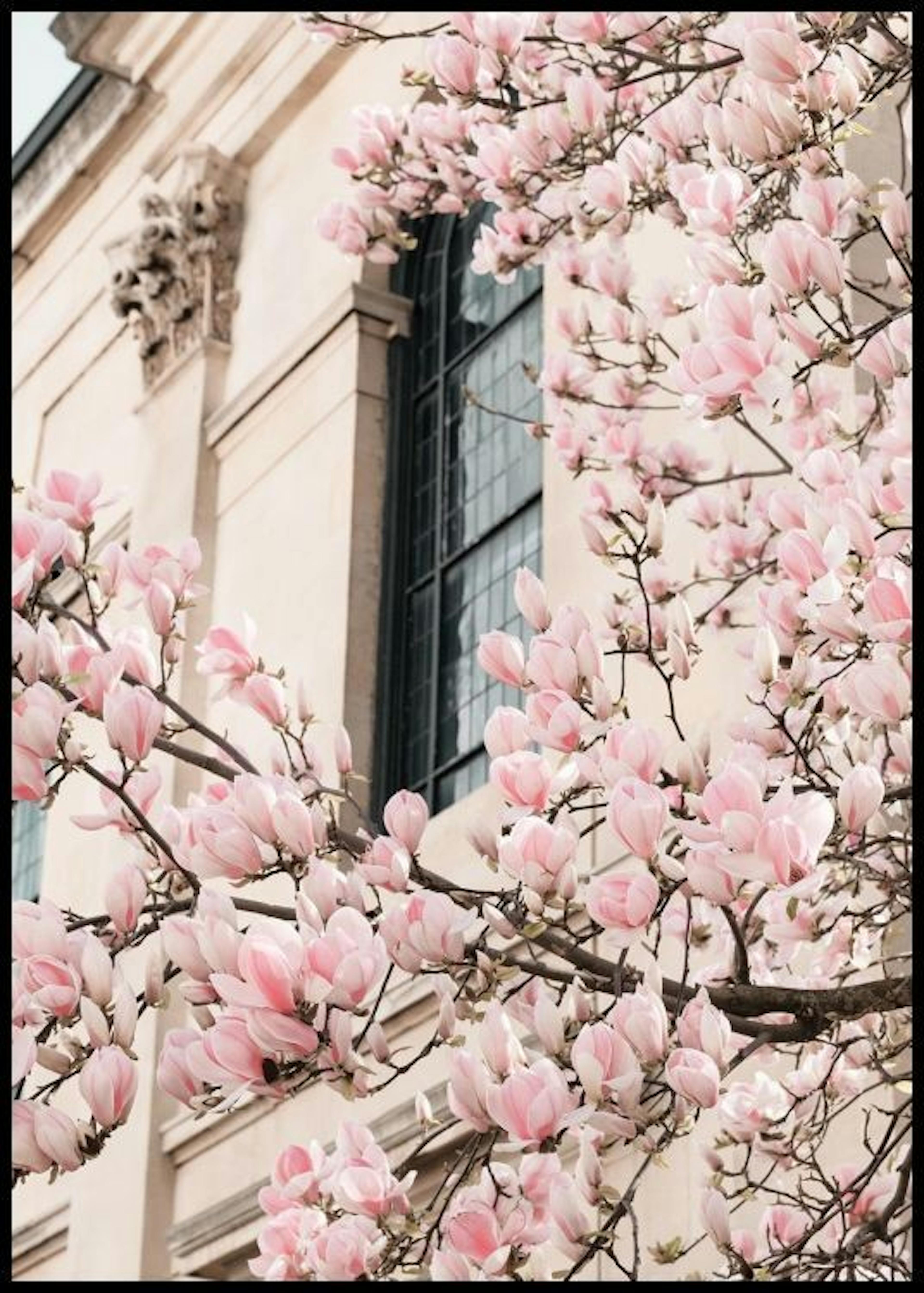 Vaaleanpunainen Magnolia Kukka Juliste 0