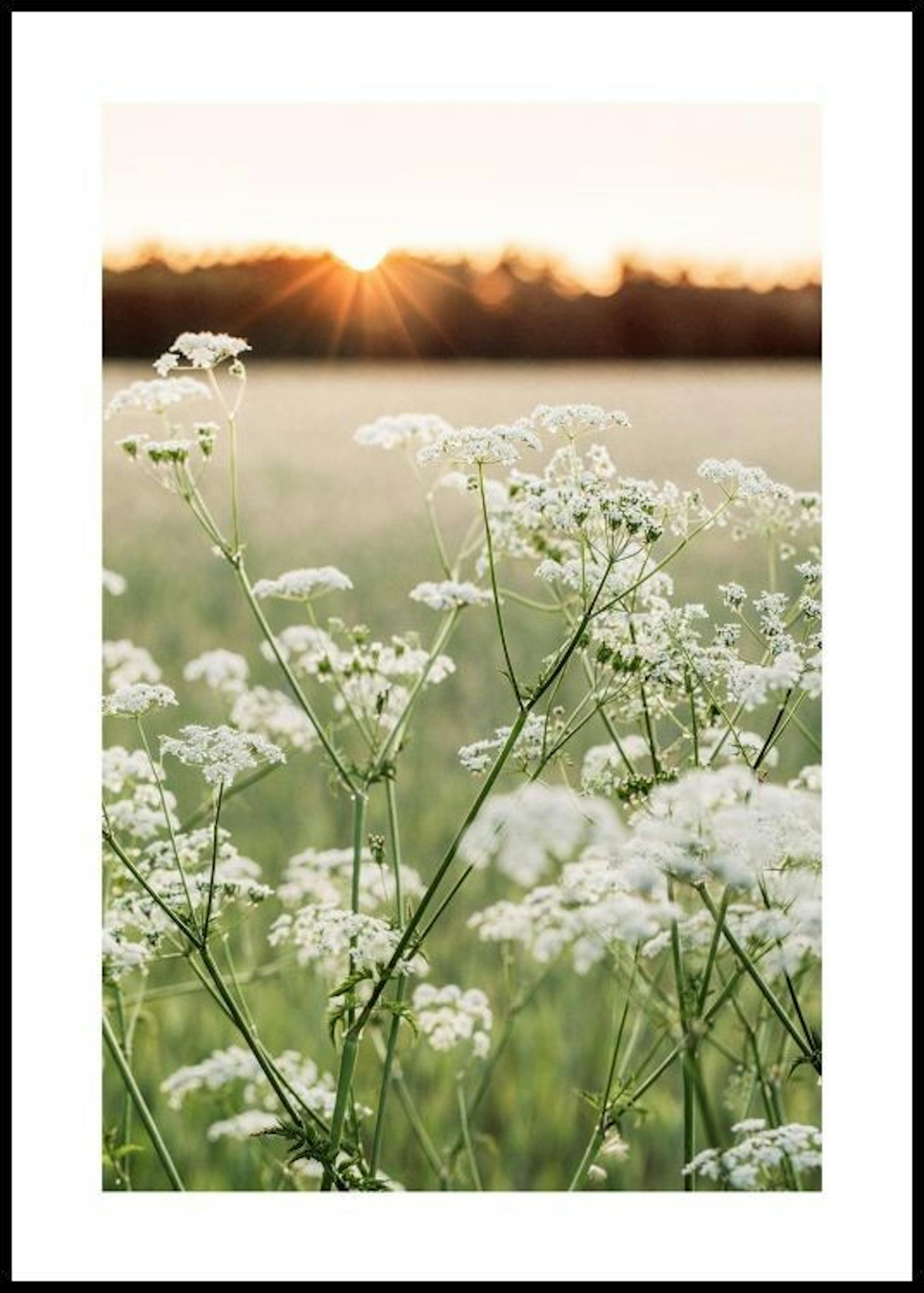 Vildblomst Glød Plakat 0