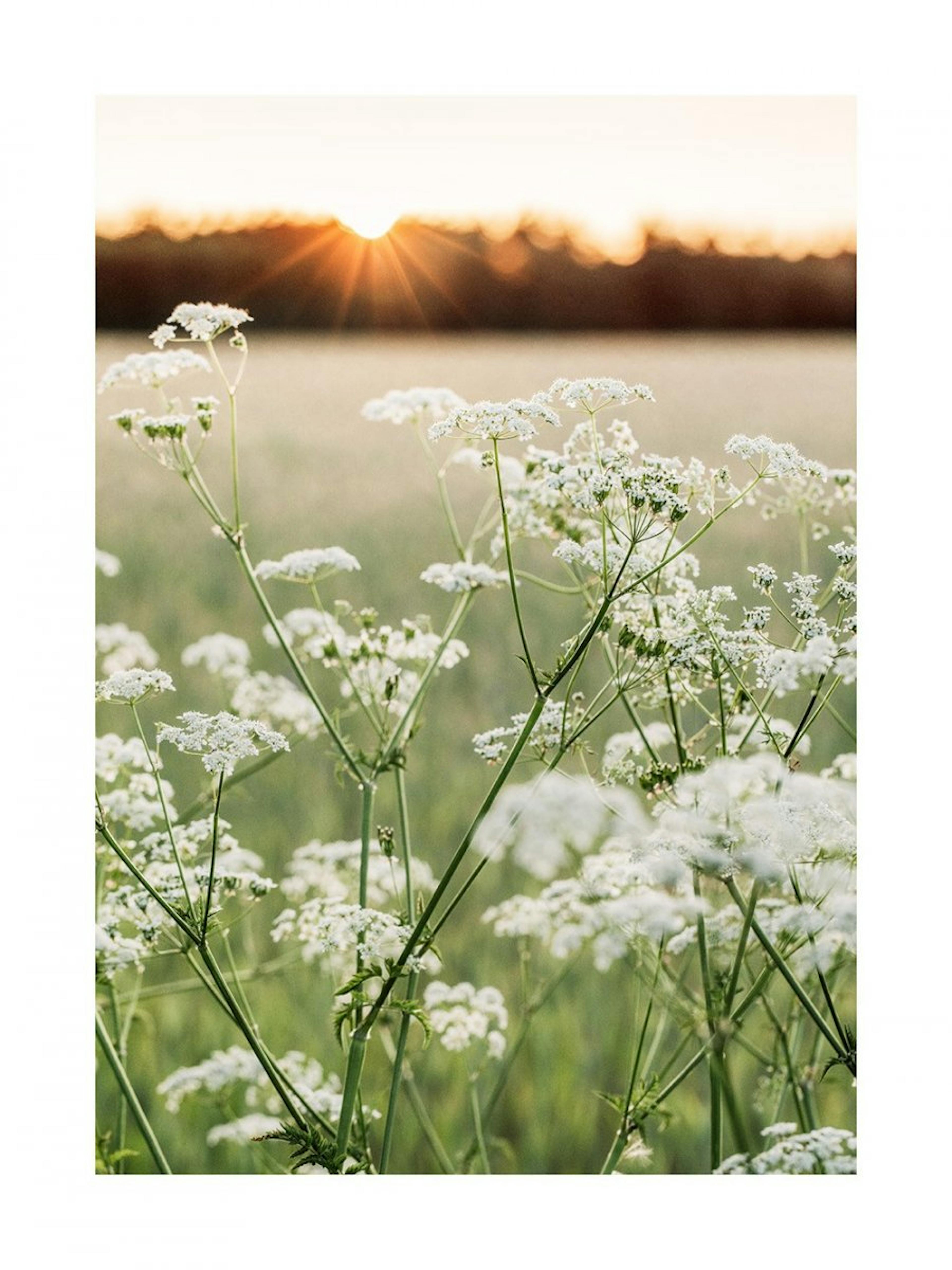 Vildblomst Glød Plakat 0