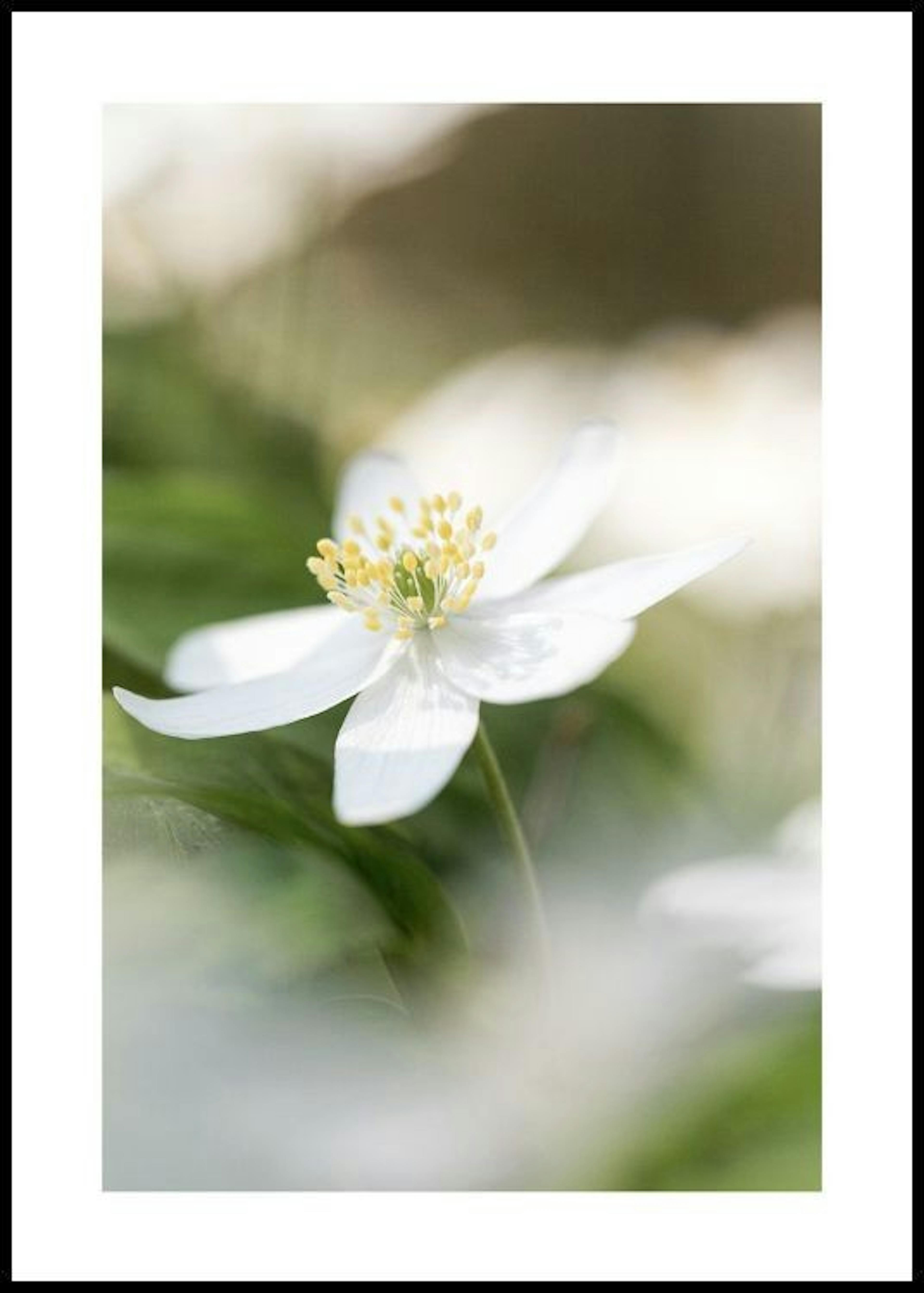 Wood Anemone Poster 0