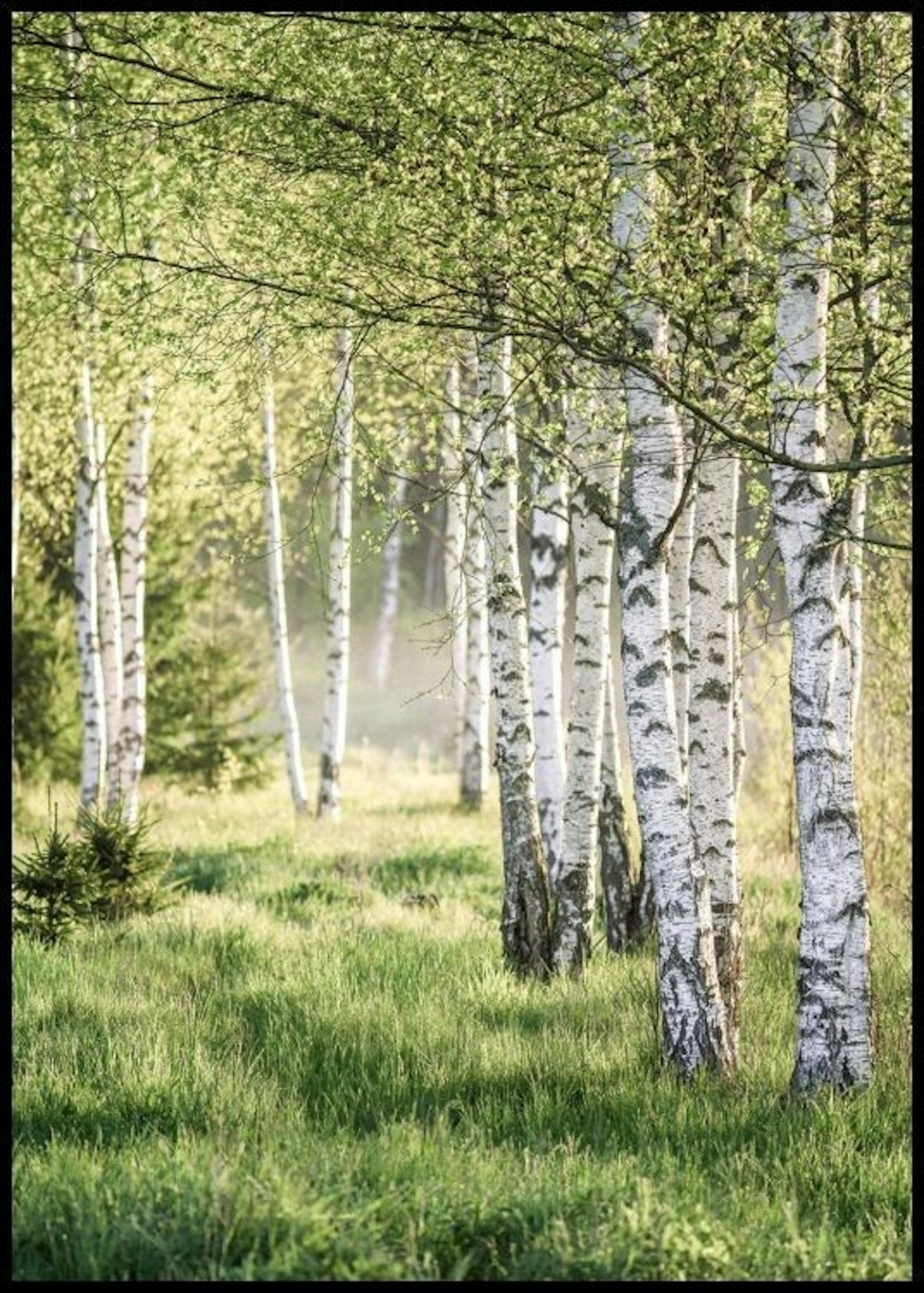 Forêt de Bouleaux Printanière Poster 0