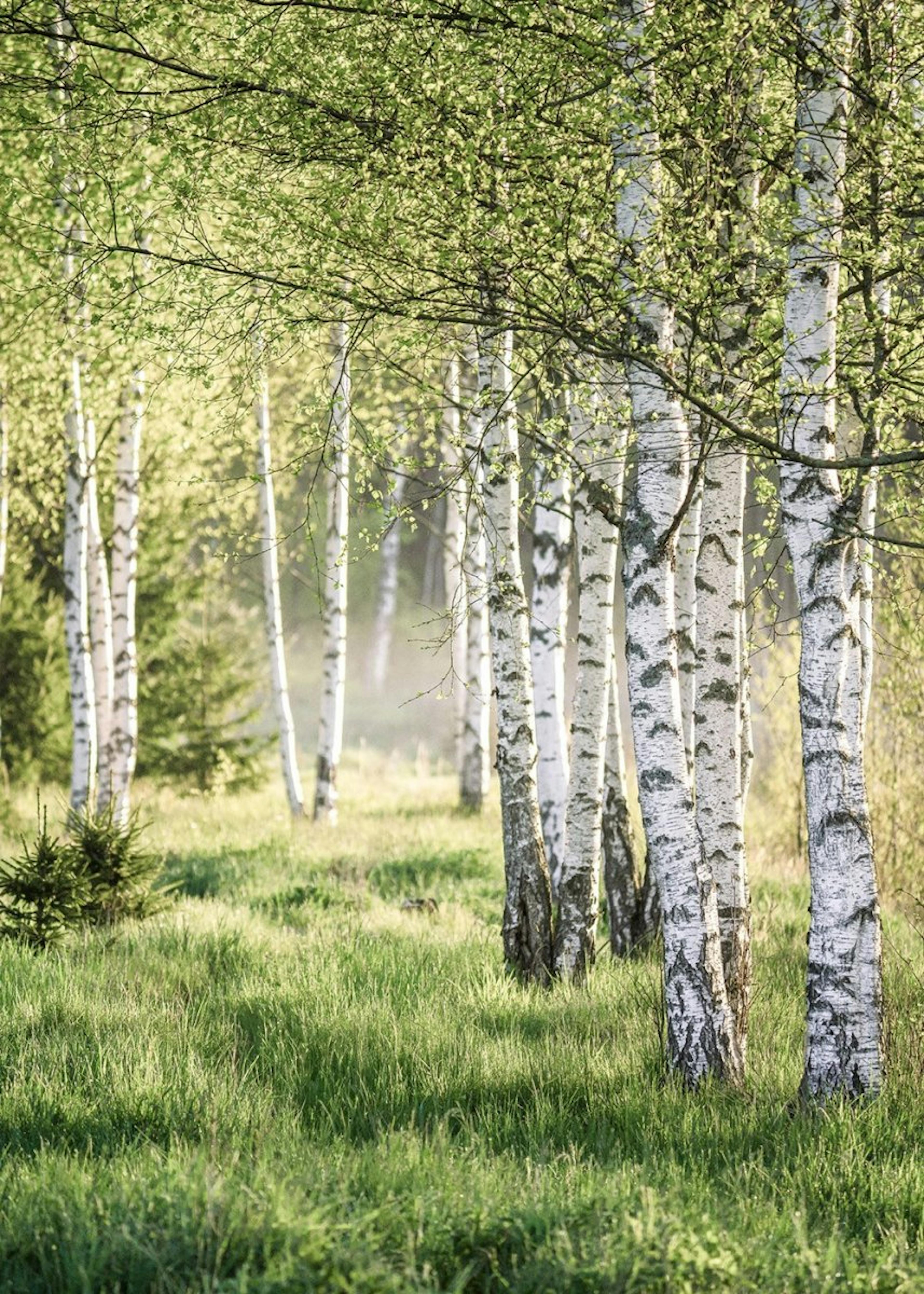 Keväinen Koivumetsä Juliste 0