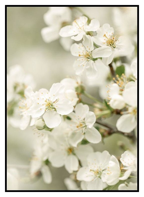 Wiosenne kwiaty Plakat (30x40 cm) - Poster Store