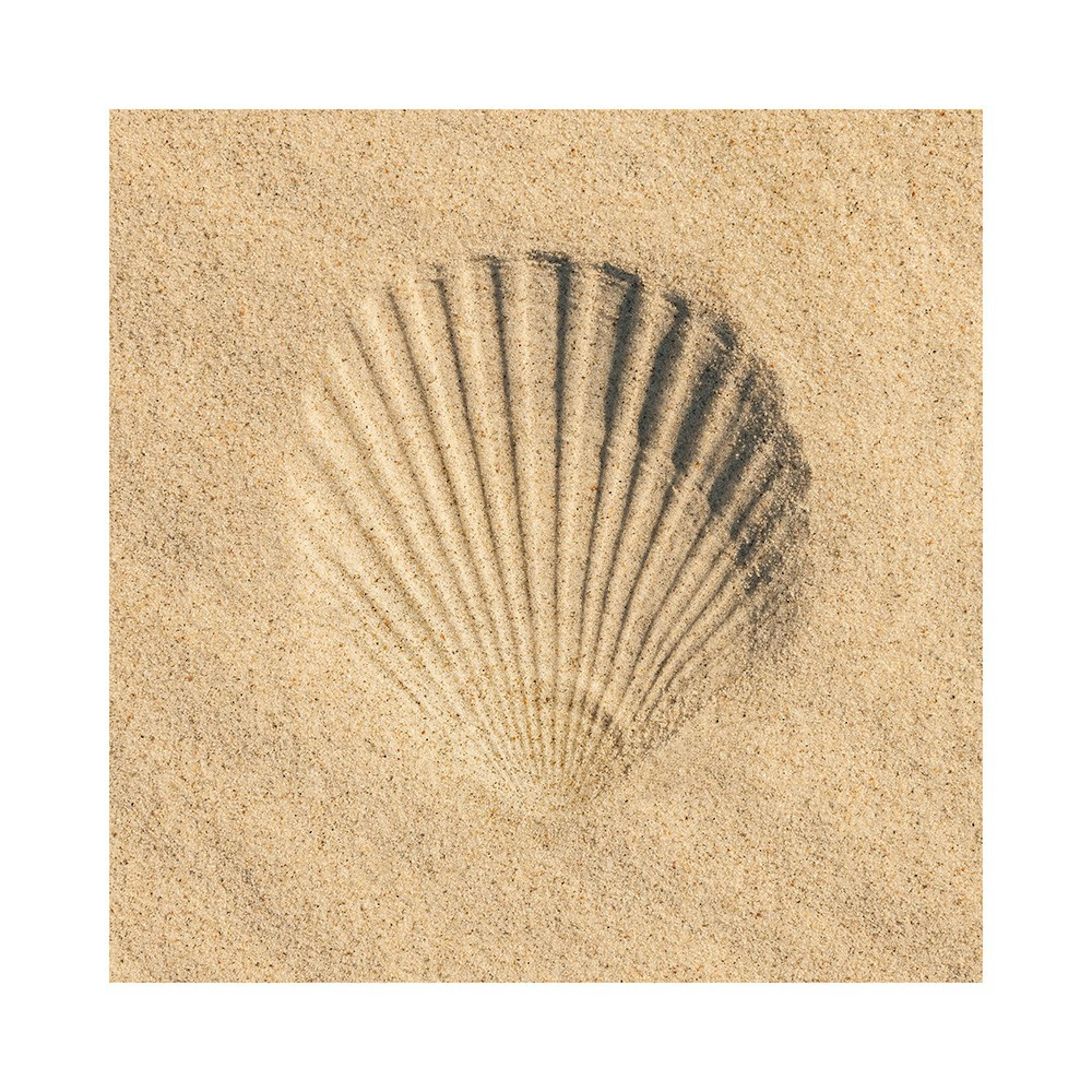 Sand Shell Poster 0