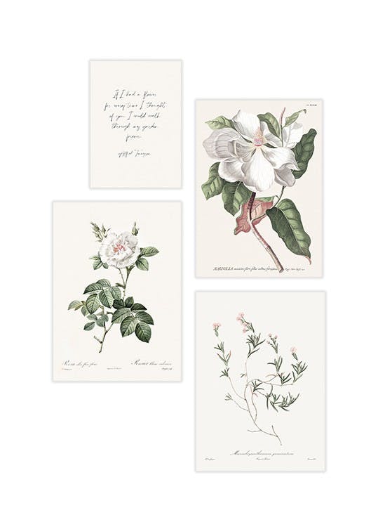 Vintage Flower Poster pack (ONE SIZE) - Poster Store