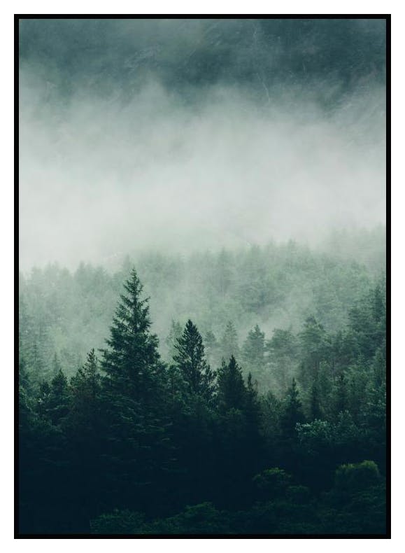Plakat Tree Top Fog (40x50 cm) - Poster Store