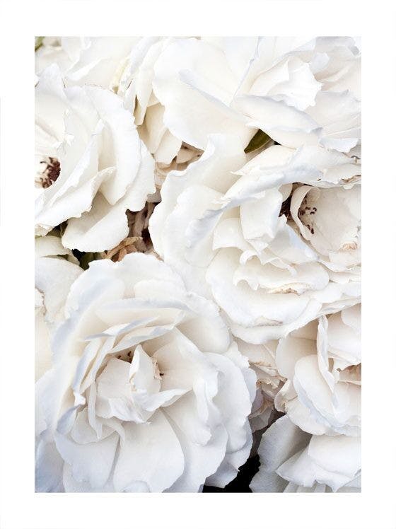 White Flowers Plakat 0