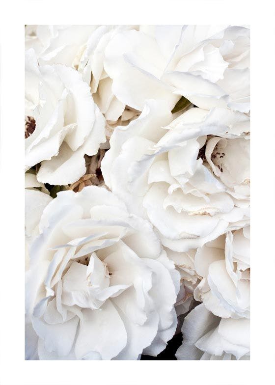 White Flowers Juliste 0