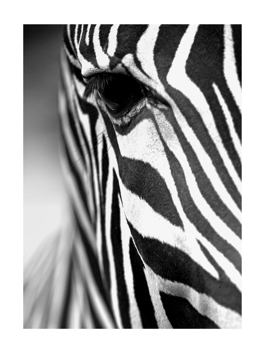 Zebra Stripes Poster 0