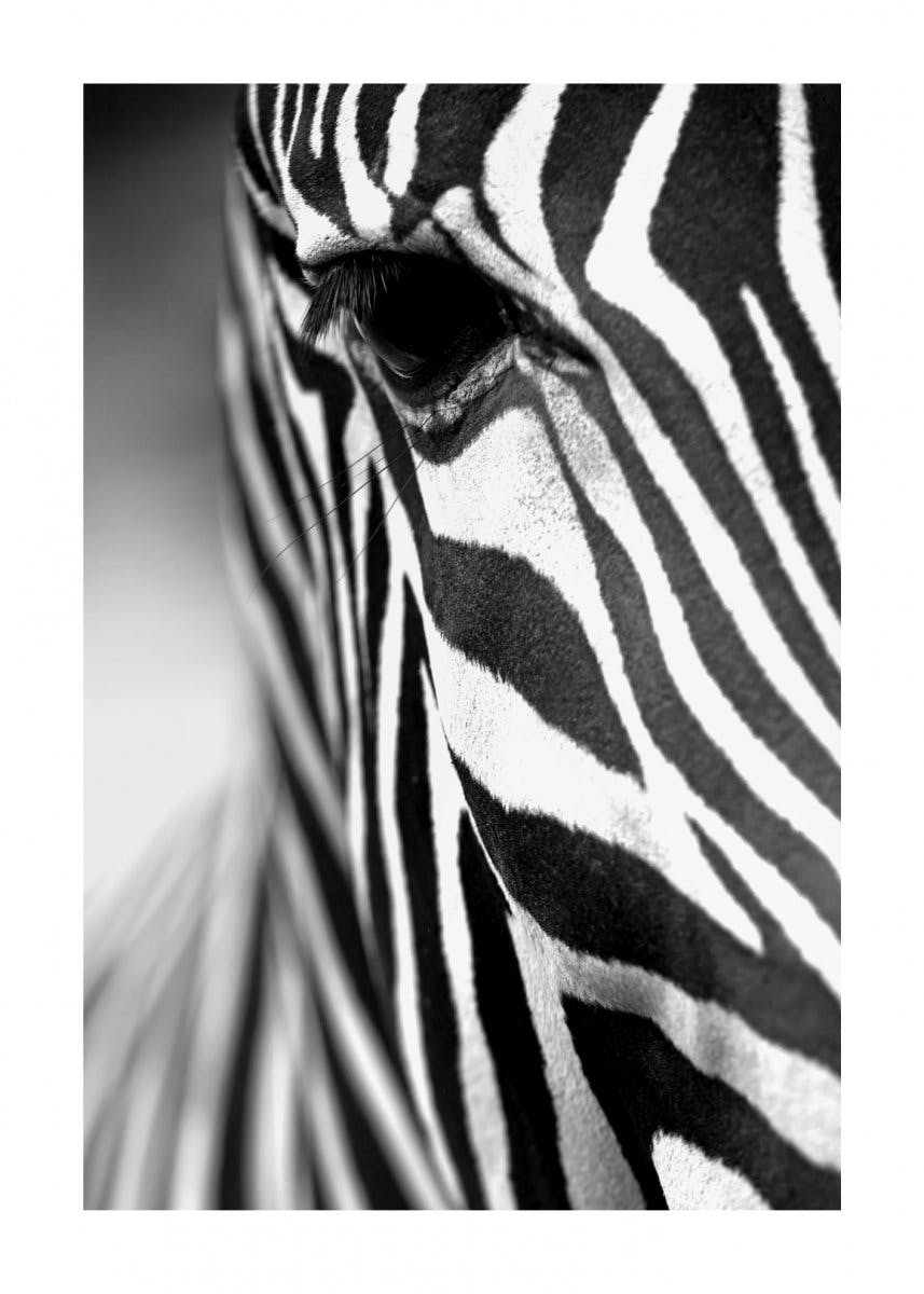 Zebra Stripes Poster 0