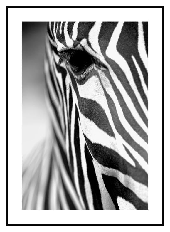 Zebra Stripes Poster (21x30 cm) - Poster Store